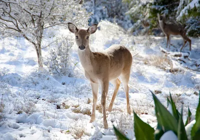 A young white-tailed deer in the snow A young white-tailed deer in the snow